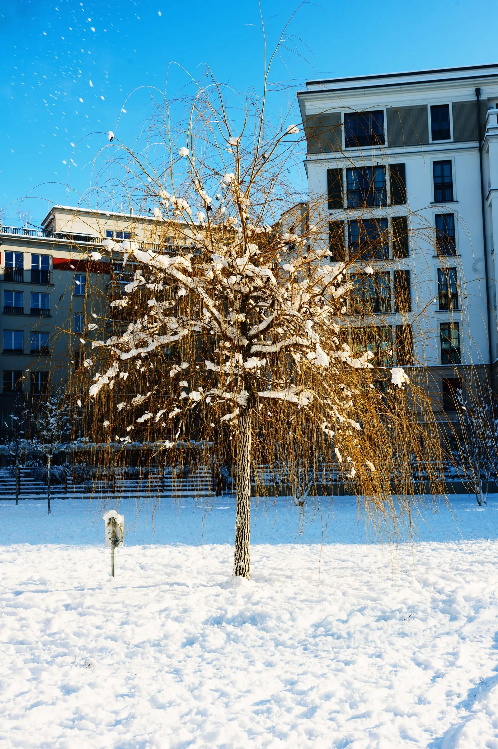 Snow